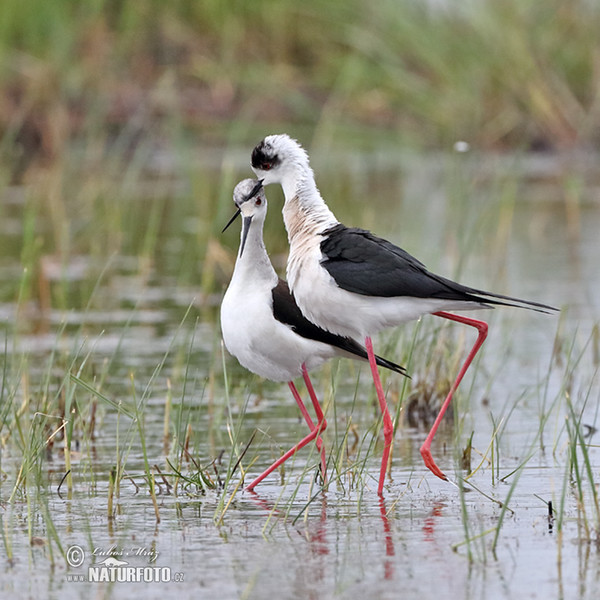 Pisila čáponohá (Himantopus himantopus)