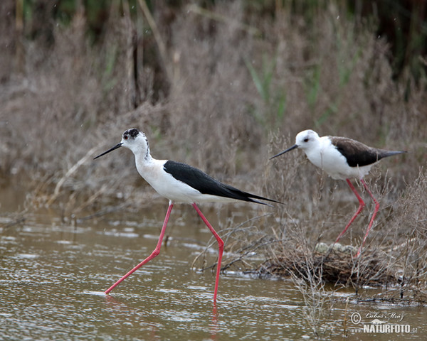 Pisila čáponohá (Himantopus himantopus)