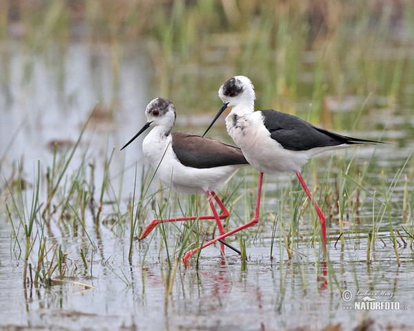 Pisila čáponohá (Himantopus himantopus)