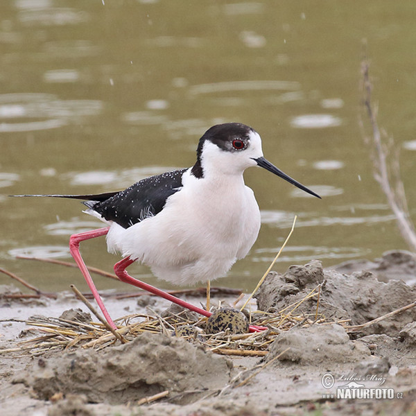 Pisila čáponohá (Himantopus himantopus)