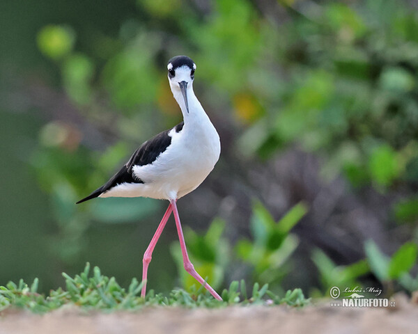 Pisila karibská (Himantopus mexicanus)