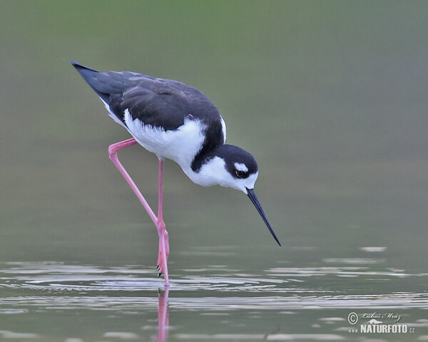 Pisila karibská (Himantopus mexicanus)