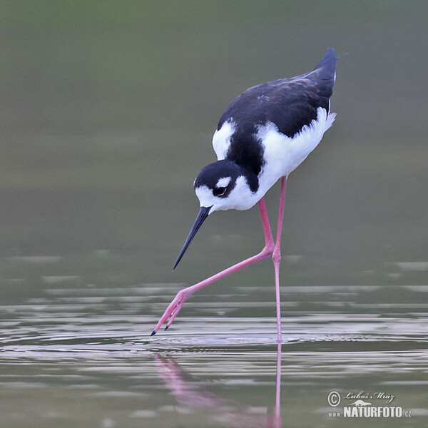 Pisila karibská (Himantopus mexicanus)