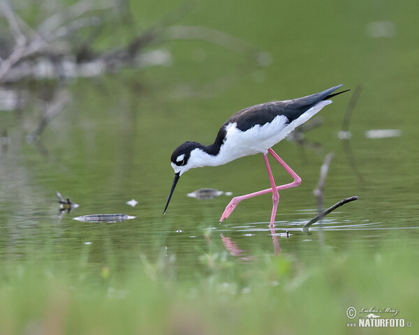 Pisila karibská (Himantopus mexicanus)