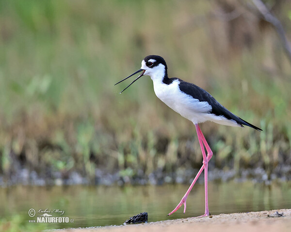 Pisila karibská (Himantopus mexicanus)