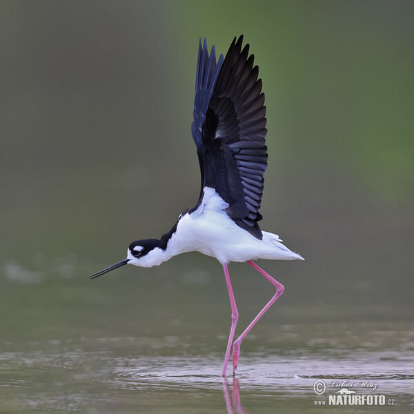 Pisila karibská (Himantopus mexicanus)