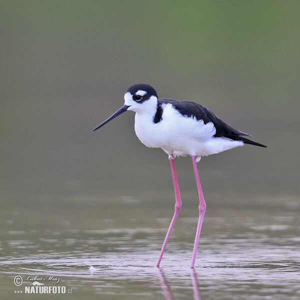 Pisila karibská (Himantopus mexicanus)