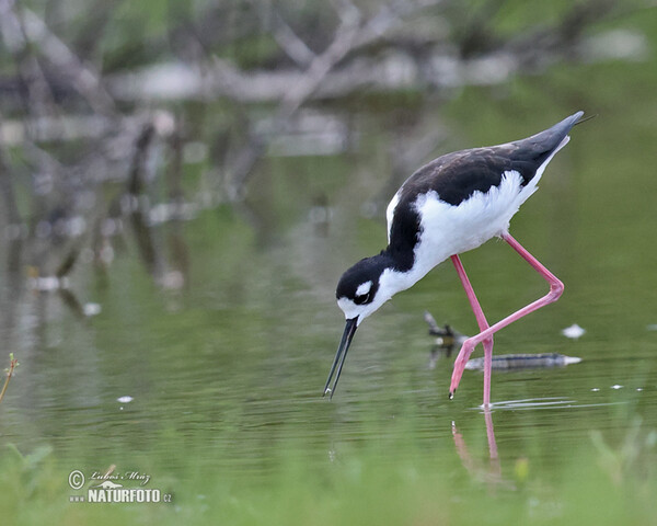 Pisila karibská (Himantopus mexicanus)