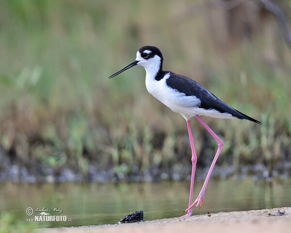 Pisila karibská (Himantopus mexicanus)