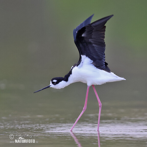 Pisila karibská (Himantopus mexicanus)