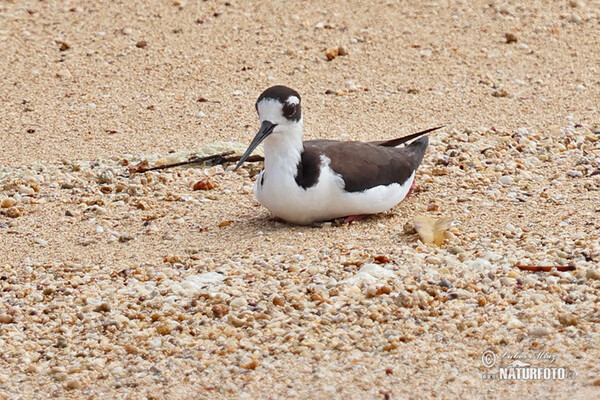 Pisila karibská (Himantopus mexicanus)