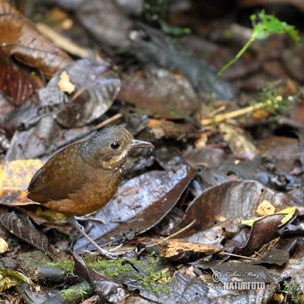 Pitule vousatá (Grallaria alleni)