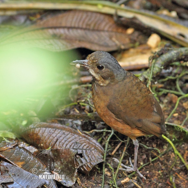 Pitule vousatá (Grallaria alleni)