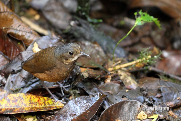 Pitule vousatá (Grallaria alleni)