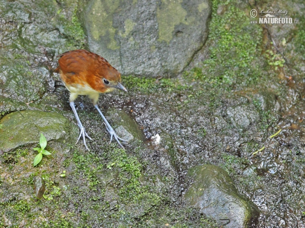 Pitule žlutoprsá (Grallaria flavotincta)