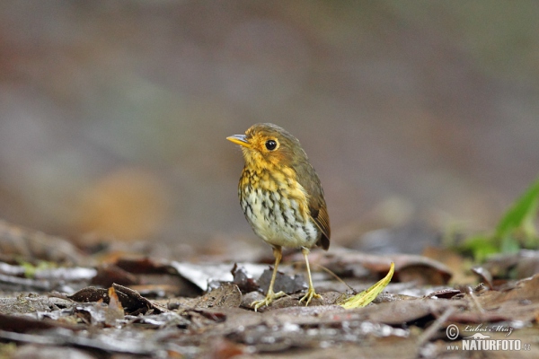 Pitulka okrovoprsá (Grallaricula flavirostris)