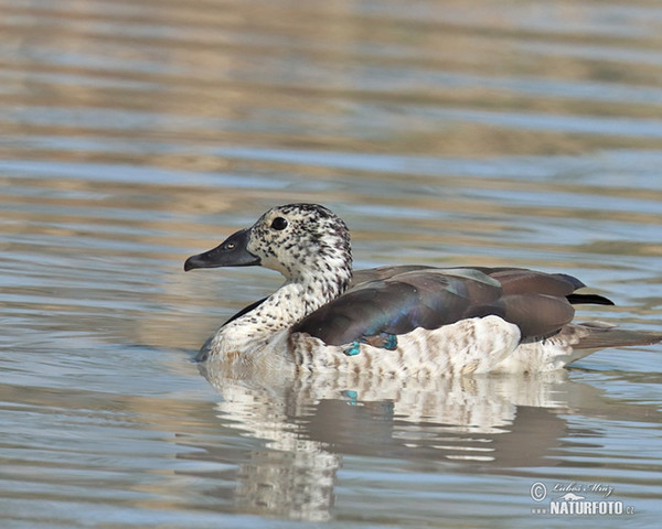 Pižmovka hřebenatá (Sarkidiornis melanotos)