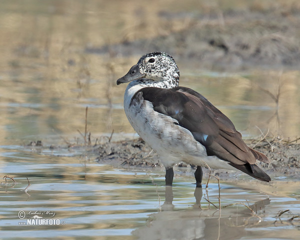 Pižmovka hřebenatá (Sarkidiornis melanotos)