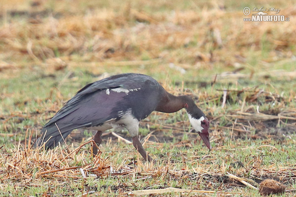 Pižmovka ostruhatá (Plectropterus gambensis)