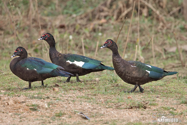 Pižmovka velká (Cairina moschata)