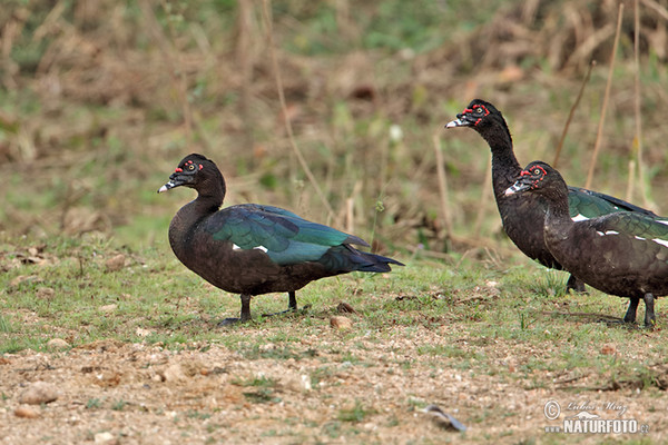 Pižmovka velká (Cairina moschata)