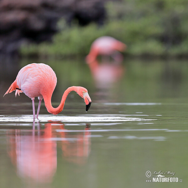 Plameňák americký (Phoenicopterus ruber)