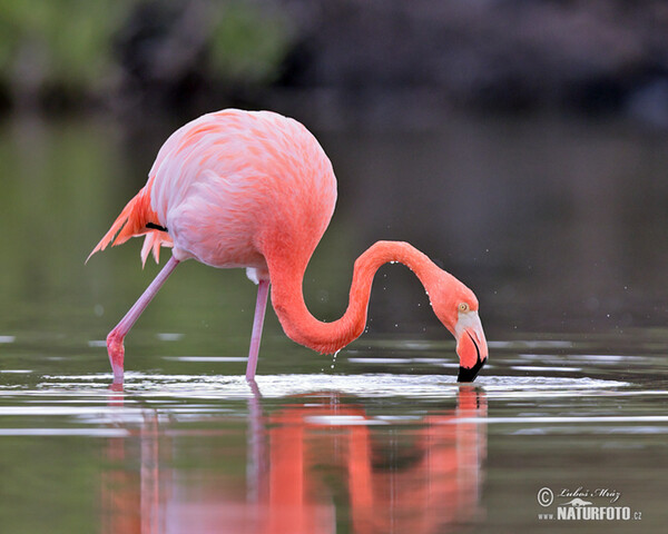 Plameňák americký (Phoenicopterus ruber)