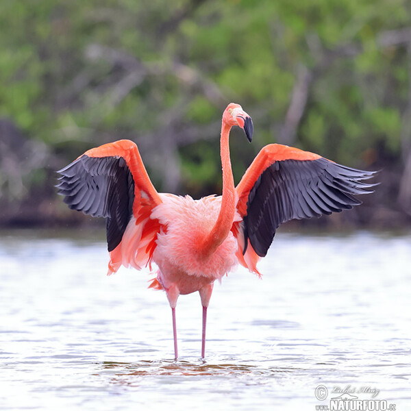 Plameňák americký (Phoenicopterus ruber)