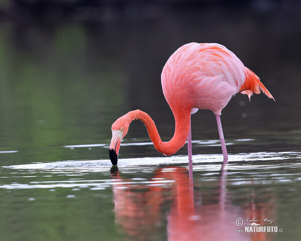 Plameňák americký (Phoenicopterus ruber)