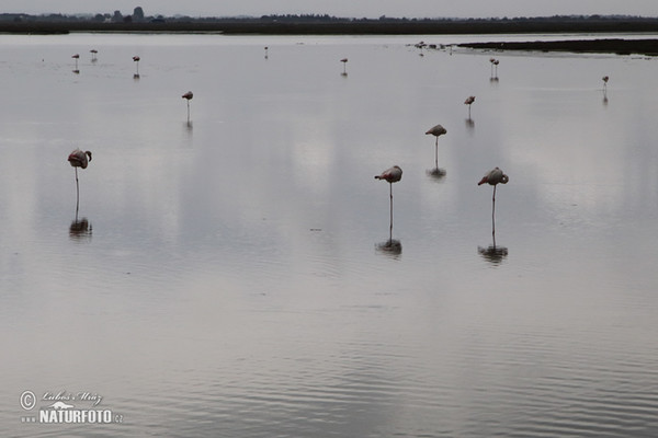 Plameňák růžový (Phoenicopterus roseus)