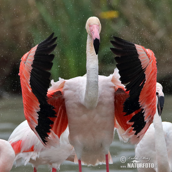 Plameňák růžový (Phoenicopterus roseus)