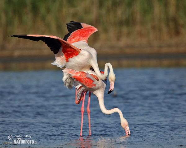 Plameňák růžový (Phoenicopterus roseus)