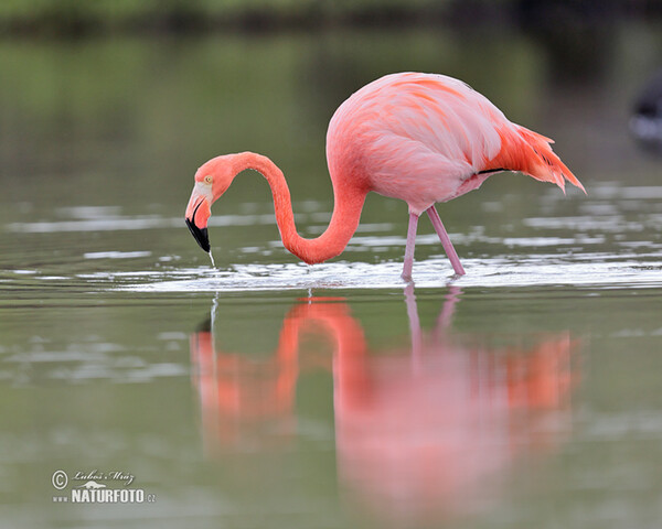 Plameniak ružový (Phoenicopterus ruber)