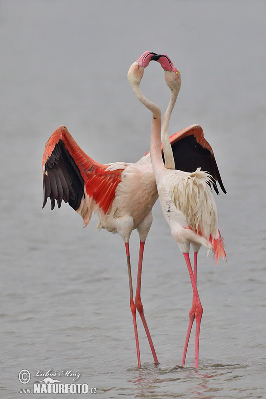 Plameniak ružový (Phoenicopterus roseus)