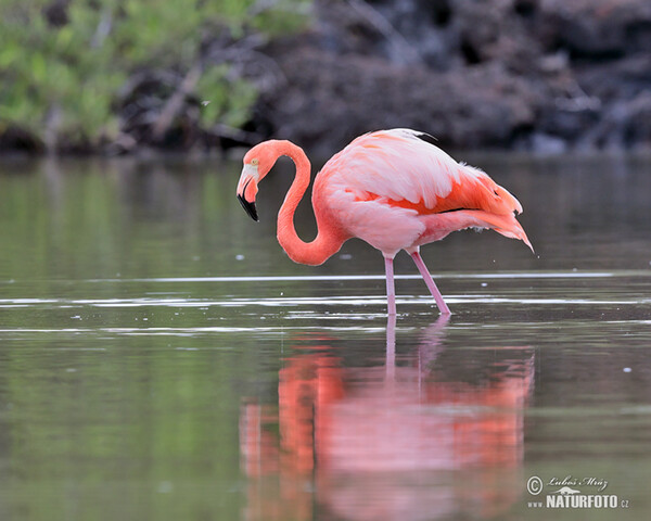 Plameniak ružový (Phoenicopterus ruber)