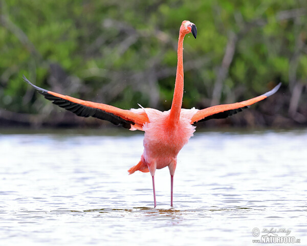 Plameniak ružový (Phoenicopterus ruber)