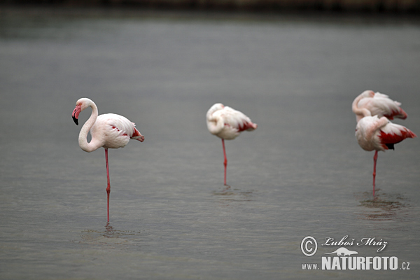 Plameniak ružový (Phoenicopterus roseus)