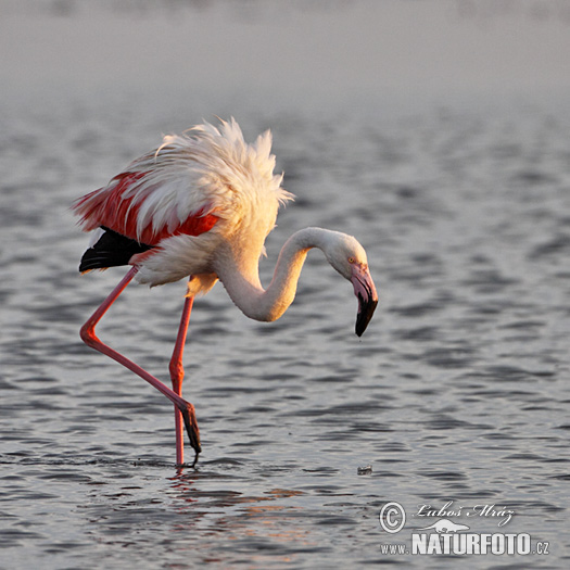 Plameniak ružový (Phoenicopterus roseus)