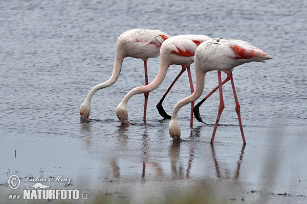 Plameniak ružový (Phoenicopterus roseus)