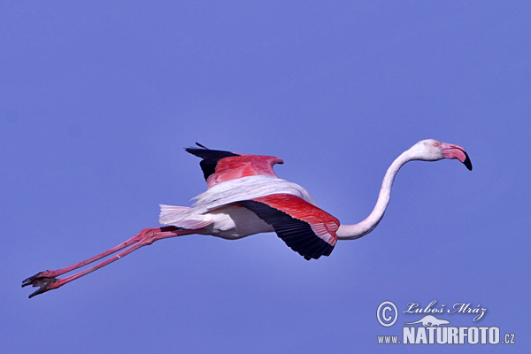 Plameniak ružový (Phoenicopterus roseus)