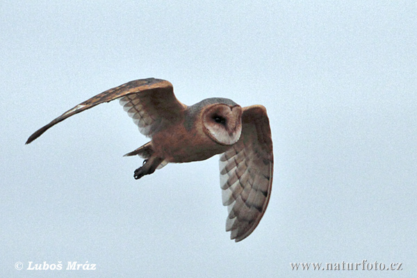 Plamienka driemavá (Tyto alba)