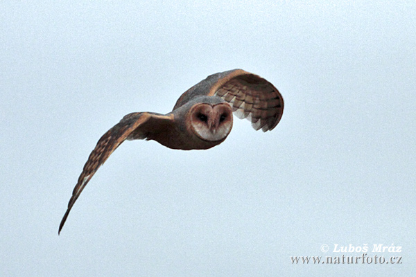 Plamienka driemavá (Tyto alba)