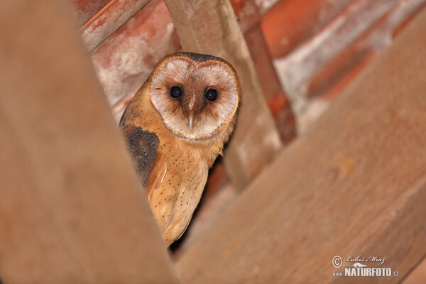 Plamienka driemavá (Tyto alba)