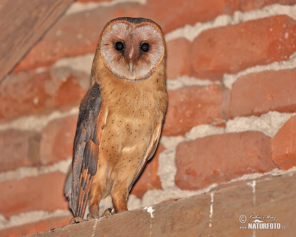 Plamienka driemavá (Tyto alba)