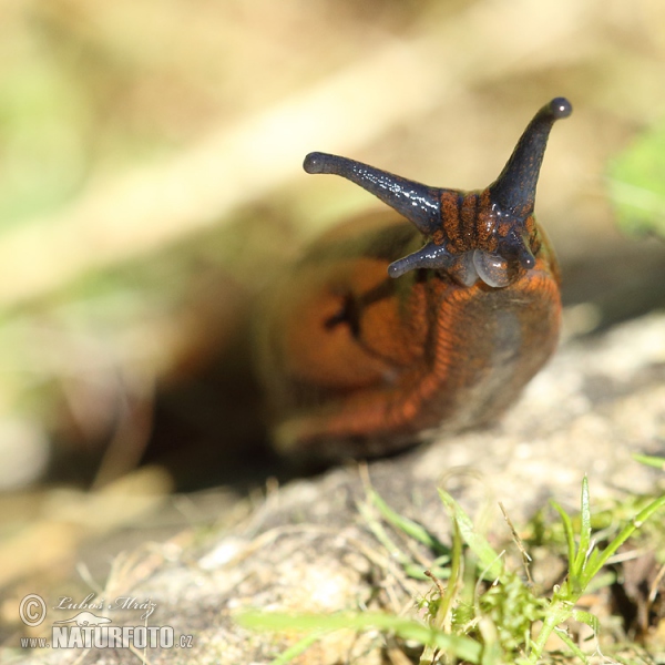 Plzák španělský (Arion lusitanicus)