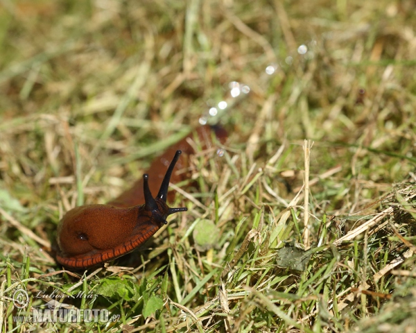 Plzák španělský (Arion lusitanicus)