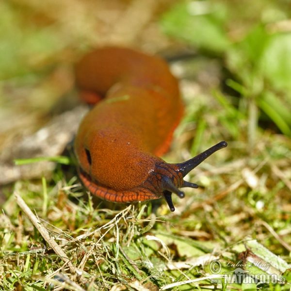 Plzák španělský (Arion lusitanicus)