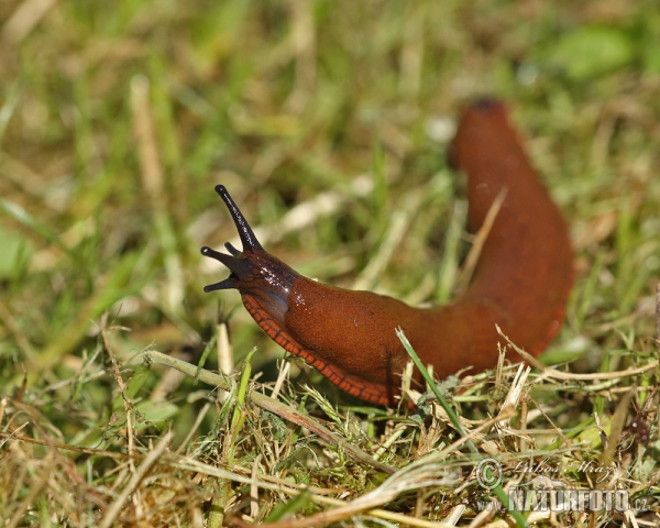 Plzák španělský (Arion lusitanicus)