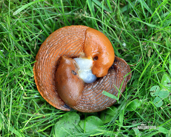 Plzák španělský - kopulace (Arion lusitanicus)