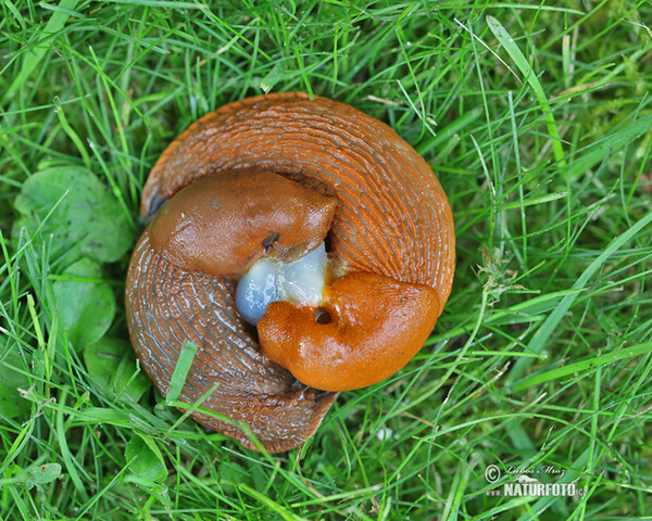 Plzák španělský - kopulace (Arion lusitanicus)